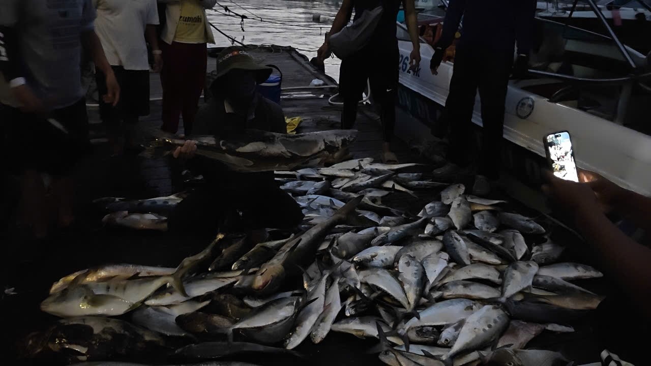 Cá căn quá trời, câu trúng đậm ở Côn đảo