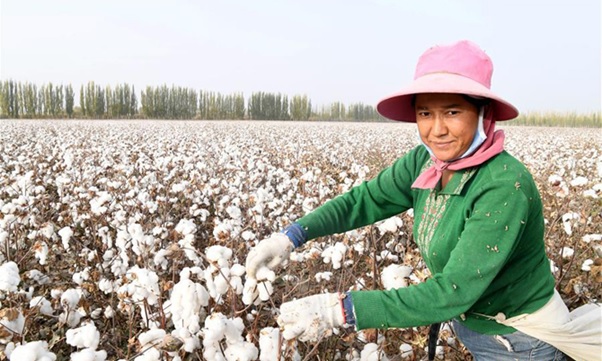 Thu hoạch bông cotton
